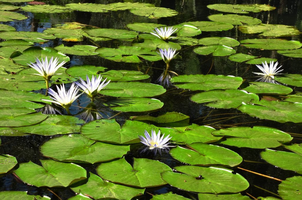 Manaus Flores_da_água credit Wikimedia Commons